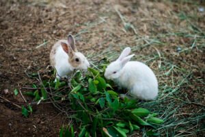 Behavioral Changes in Rabbits As the Seasons Change