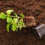 Soil Nutrient Acclimation for Plant Transplant Success