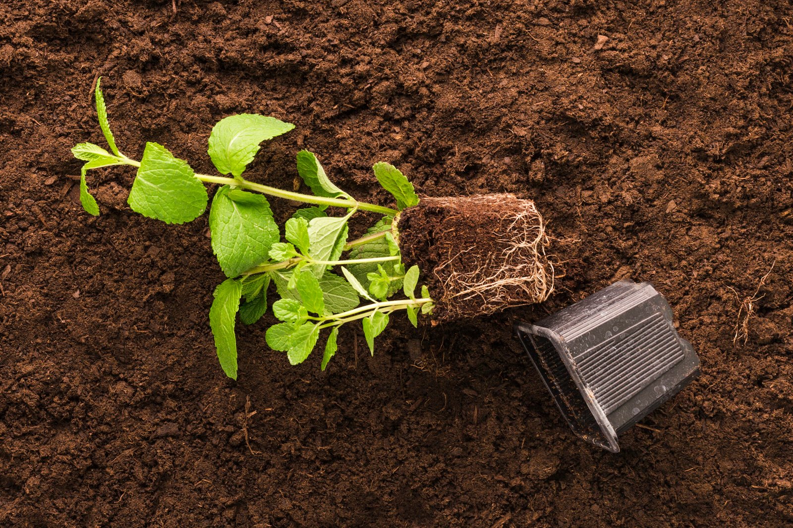 Soil Nutrient Acclimation for Plant Transplant Success