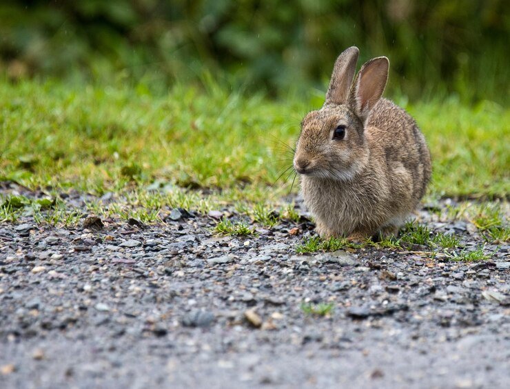 What Do Rabbits Eat From Gravel Roads